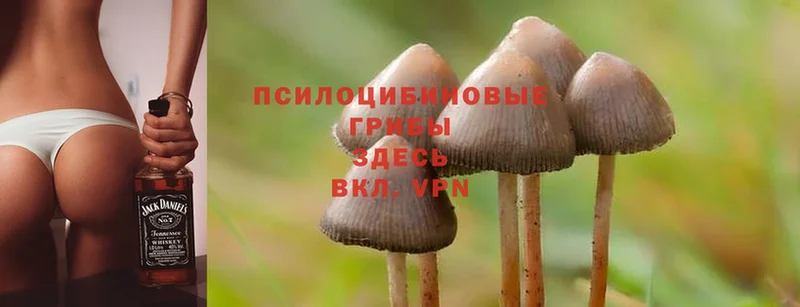 Псилоцибиновые грибы Psilocybe  Красноуральск 